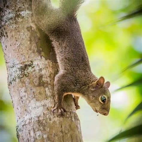 Caxinguelê O Que É - Caxinguelê - Fatos, dieta, habitat e fotos em Animalia.bio