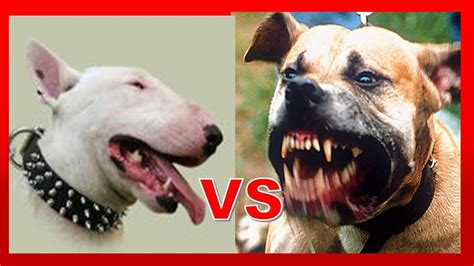 Pelea Entre Pitbull Vs Bullterrier Pelea De Perros Pitbull Bull Terrier