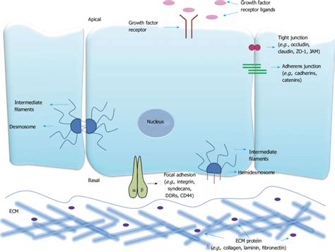 Epithelial Cell Cell And Cell Matrix Junctions Schematic Drawing Of