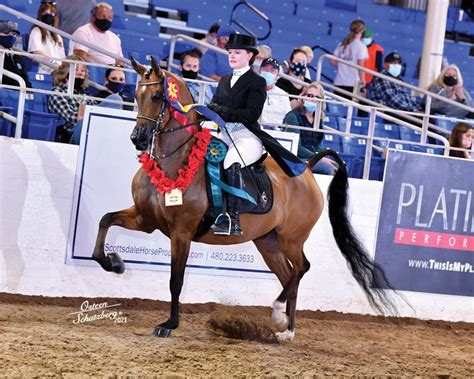 Arabian Horse Show 2024 - Darci Elonore