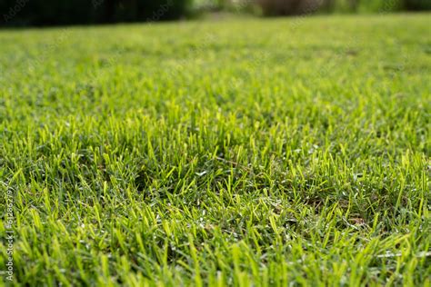 Green grass texture for background. Green lawn pattern and texture ...