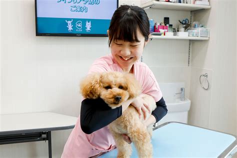 大阪ペピイ動物看護専門学校／卒業後のキャリア（動物看護総合学科愛玩動物看護師喜多さん）【スタディサプリ 進路】