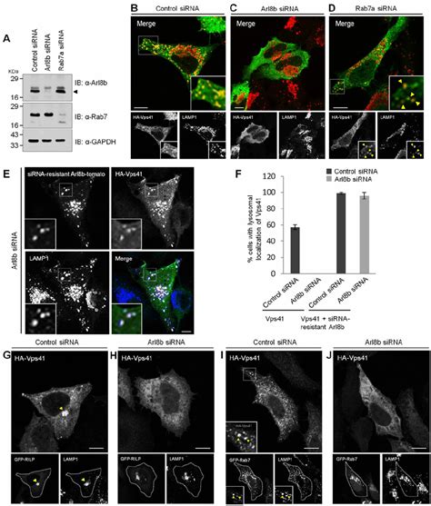 Arl B Expression Is Required For Hvps Association With Lysosomes And