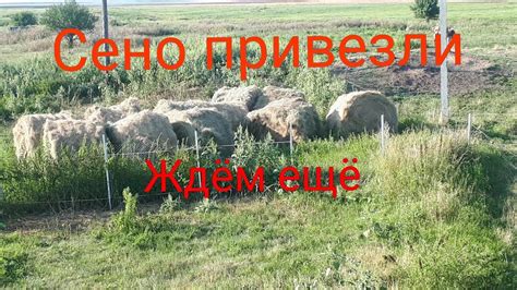 Сено привезли. - YouTube