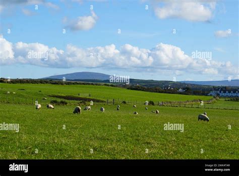 Typical Irish countryside with sheep. Sheep pastures in Ireland Stock ...