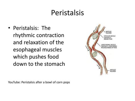 Ppt Peristalsis Powerpoint Presentation Id 1963070