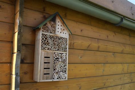 Comment Attirer Les Coccinelles Dans Son Jardin