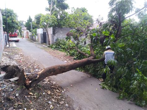 BADAN PENANGGULANGAN BENCANA DAERAH KOTA YOGYAKARTA Pohon Tumbang Di