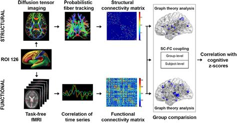 Frontiers Alterations In Brain Network Topology And Structural