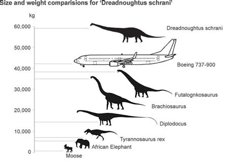 Dreadnought Dinosaur Yields Big Bone Haul Bbc News