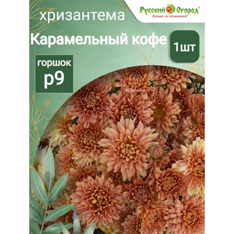 Хризантема Карамельный кофе - купить с доставкой по выгодным ценам в ...