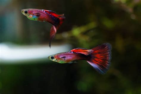 Guppy Fish: Species Profile, Diet, Tank Setup & More