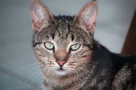 Descubra Quais São As Raças De Gato Mais Comuns Do Brasil