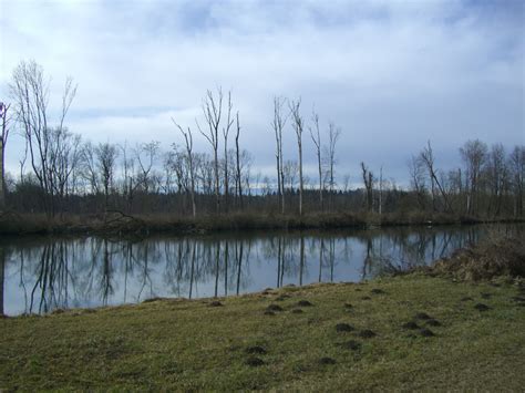 Free Images Landscape Tree Grass Marsh Swamp Wilderness Lake