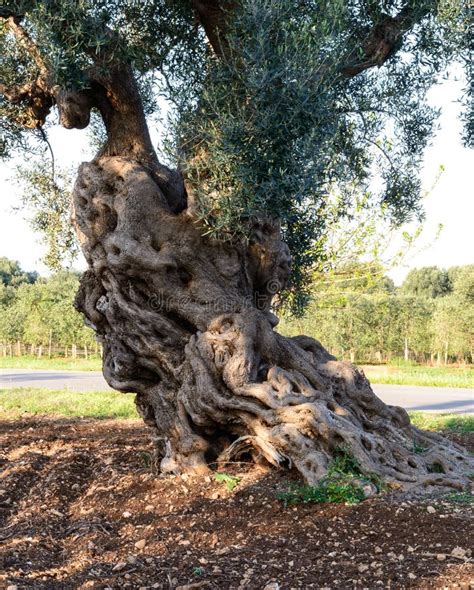 Old Olive Trees Near Torre Canne Italy Stock Image Image Of Tree