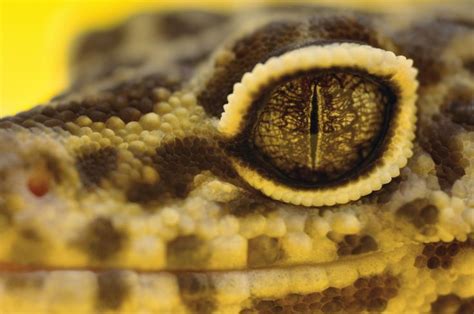 Leopard Geckos Have Beautiful Large Eyes That Can Develop Problems Learn How To Identify