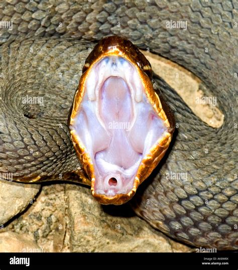 Snake Open Mouth Stock Photos And Snake Open Mouth Stock Images Alamy