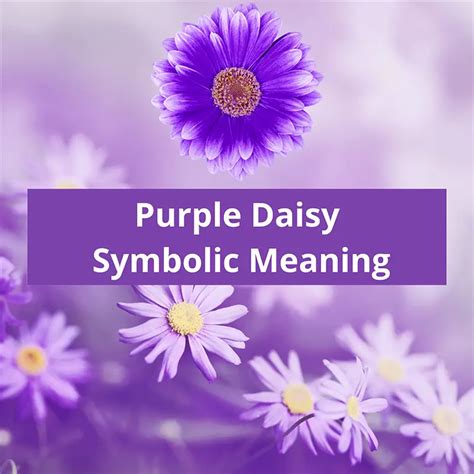 Purple Daisy Symbolic Meaning