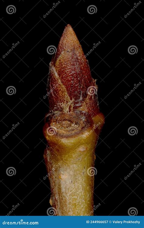 Dwarf Cherry Prunus Cerasus Terminal Bud Closeup Stock Image Image