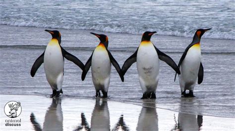 Penguins’ Foods and Diet - Animal Discuss