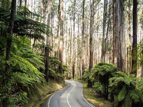 black spur drive forest scenic drive