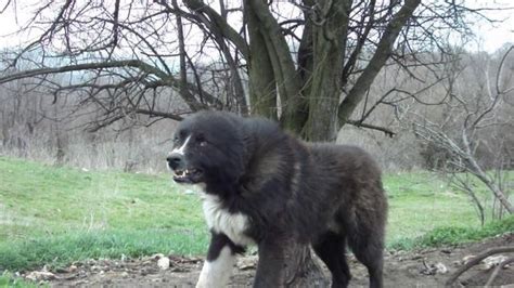 Karakachan (Bulgarian Shepherd) Info, Temperament, Puppies Pictures, Video