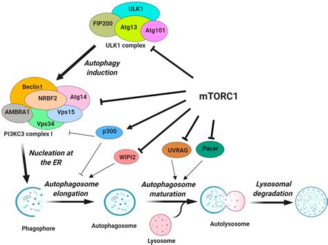 Cancers Free Full Text The Emerging Roles Of Mtorc In