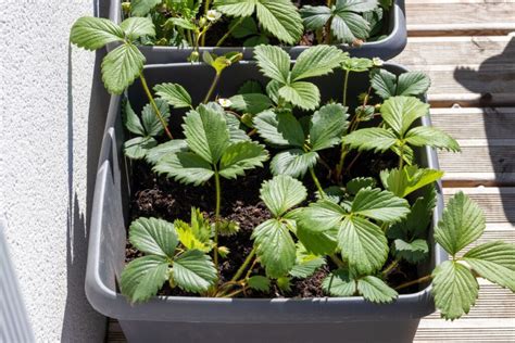 Como Plantar Morangos Em Vaso Aprenda O Passo A Passo Planti