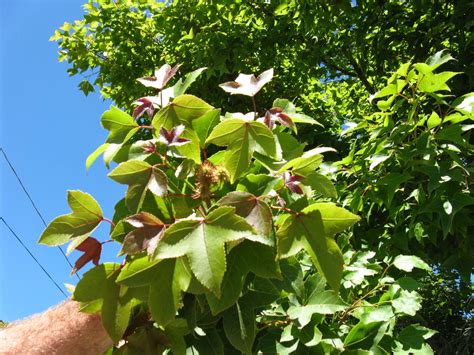 Trees Of Santa Cruz County Liquidambar Formosana Chinese Or Formosan