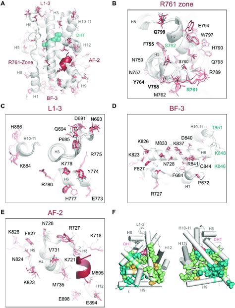 High Resolution Crystal Structures Of Ar Lbd Dimer Interface Mutants