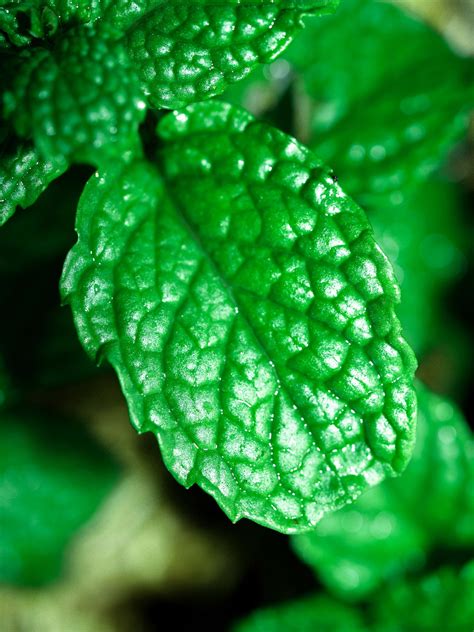 Fresh Mint Leaves Free Stock Photo Public Domain Pictures