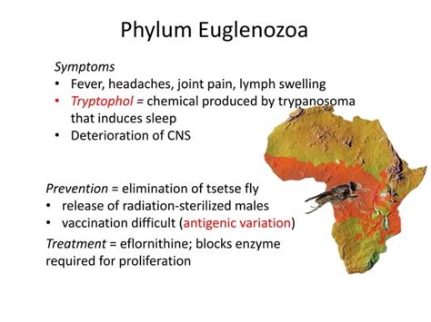 7 Protozoal Pathogens Ppt