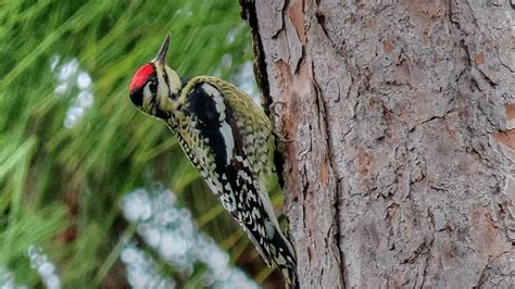 Black And White Woodpeckers Guide Birding Insider