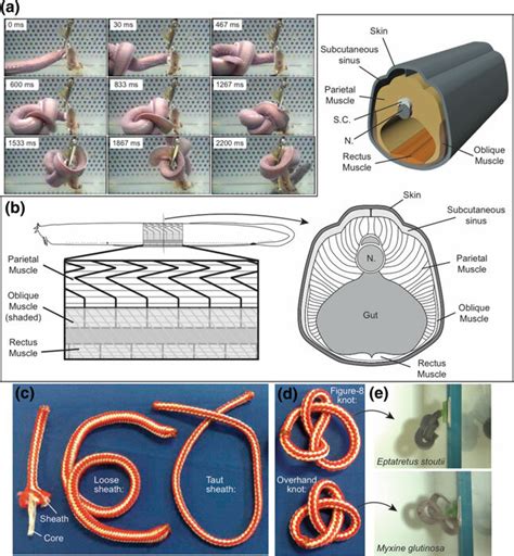 11 Body Knot Formation And Manipulation In Hagfishes A Video Image