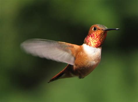 Different Types of Hummingbirds - Hummingbirds Plus