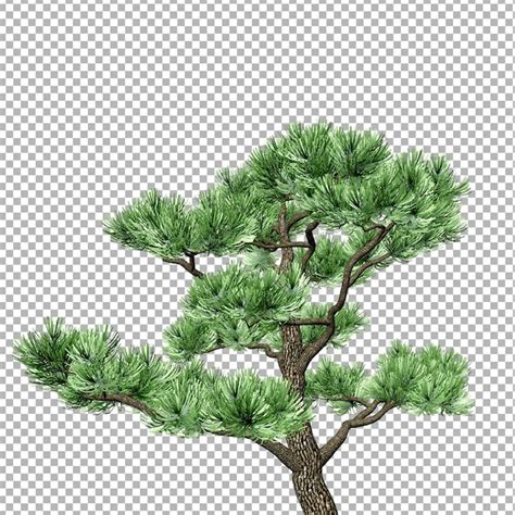 Premium PSD | A drawing of a pine tree with green leaves