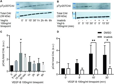 Effect Of Vascular Endothelial Growth Factor B Vegf B And Imatinib On