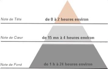 Notes De T Te Coeur Et Fond Du Parfum