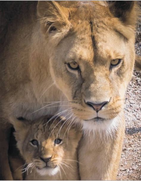 Timanttimaalaus Varvikas Mother Lioness Lg E X Cm Hinta