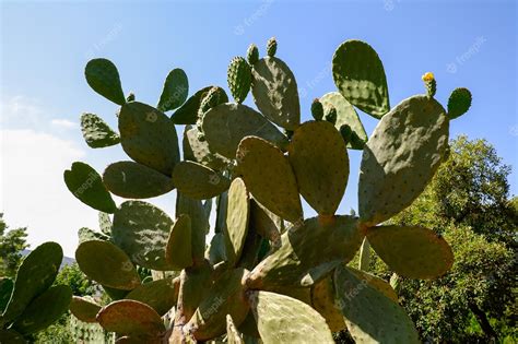 Planta De Tuna Con Sus Hojas Carnosas Llenas De Espinas En Un Parque