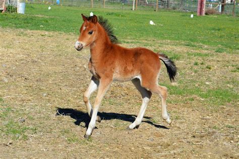 Alainn Welsh: Ponies For Sale