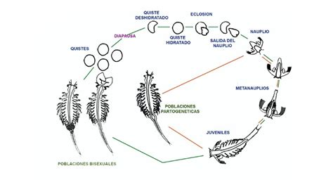 Aquaroca Estudio Anat Mico Y Ciclo De Vida De Artemia Salina