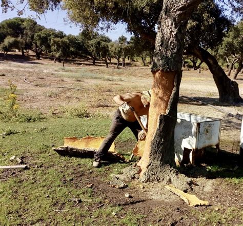 Lifecycle of Cork (Harvesting of the cork tree) | Cork tree, Tree, Plants