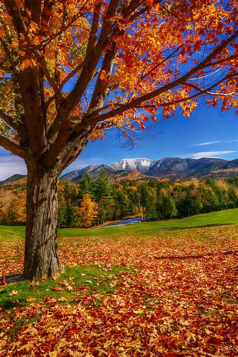 Crisp Autumn Leaves Photograph By Amanda Jones Pixels