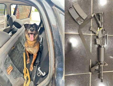 Cão farejador ajuda PF a encontrar fuzil em carro usado por fugitivos