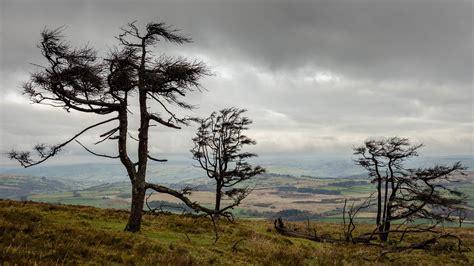 Beacons Trees Near Craig Cerrig Gleisiad Brecon Beacons David