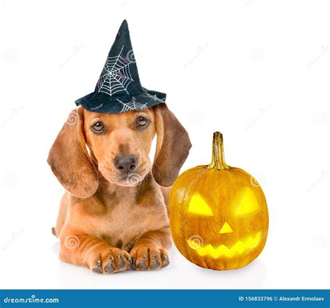 Dachshund Puppy With Hat For Halloween And Pumpkin Isolated On White