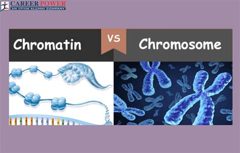 Chromatin Vs Chromosome Difference And Functions