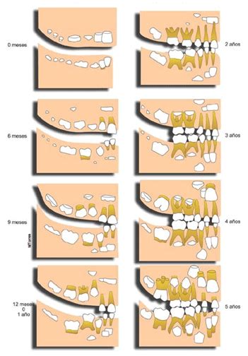 Odontopediatría Clinica Dental Huércal Overa