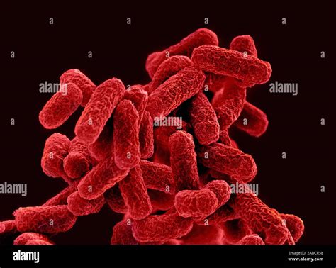 E Coli Bacteria Coloured Scanning Electron Micrograph Sem Of